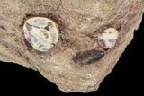 Phytosaur (Redondasaurus) Teeth In Sandstone - New Mexico #107065-3